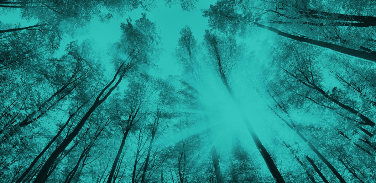 Image of trees with a teal colour overlay